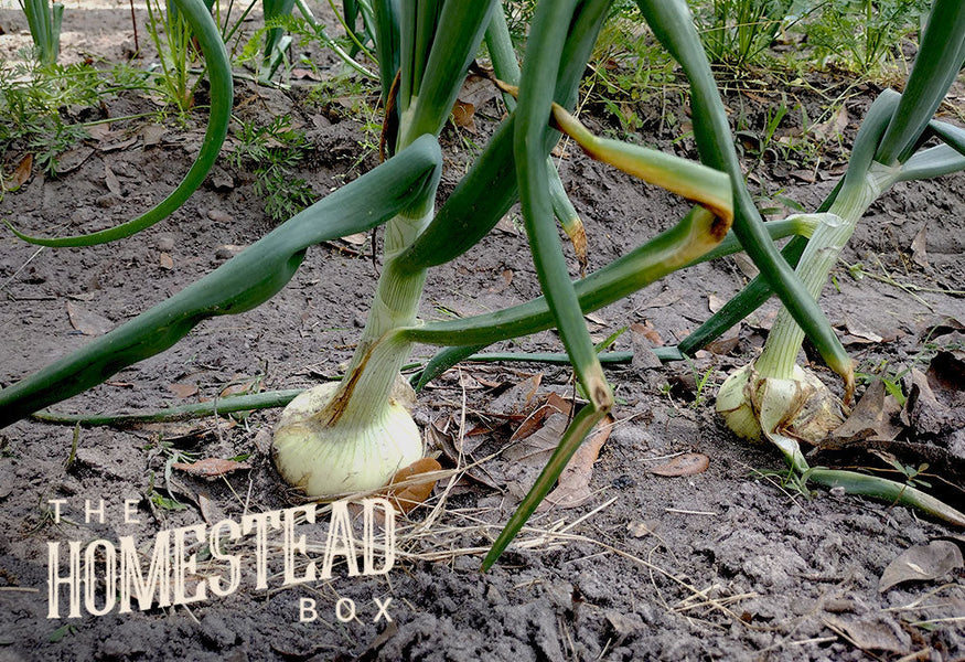 Growin' Sweet Spring Onions Ain't for Wimps